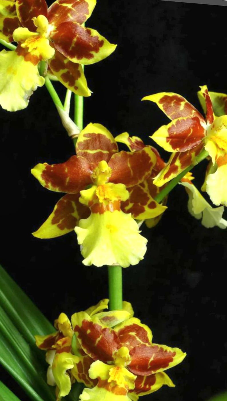 Puede incluir: Primer plano de una vibrante orqu&iacute;dea con p&eacute;talos amarillos y llamativos patrones granates. La flor tiene una forma &uacute;nica y se encuentra sobre un fondo oscuro, resaltando sus intrincados detalles. El tallo es verde y las hojas son visibles en la parte inferior.