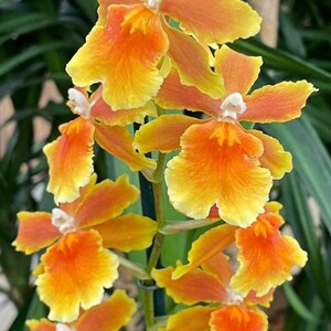 Oncidium Brazilian Sun yellow orchid-pansy orchid-dancing lady yellow orchid