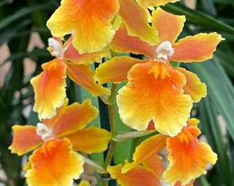 Oncidium Brazilian Sun yellow orchid-pansy orchid-dancing lady yellow orchid