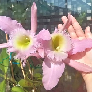 Cattleya Orchid Fragrant flower 2.5 " pot -C duhs white peppa pig