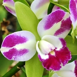 Cattleya Orchid live plant blc Yen corona &quot;Green genie&quot;~fragrant