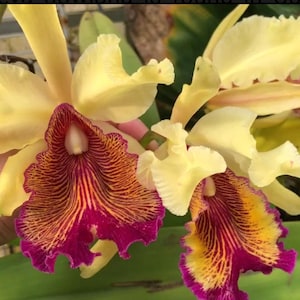 May include: Close-up of a Cattleya orchid with yellow petals and a vibrant lip. The lip features a pattern of red and orange stripes with a deep magenta edge. The flower's center has a white column.