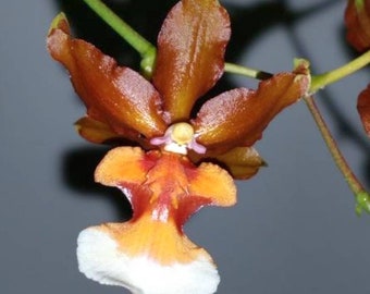 Oncidium orchid copper scarab"brass brethren starter plant seed~pansy orchid-dancing lady