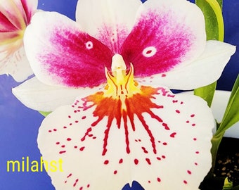 Miltonia orchid Live plant ~ Pansy orchid~Rubenesque "Brockton"  ~Miltoniopsis ~large size not in bloom