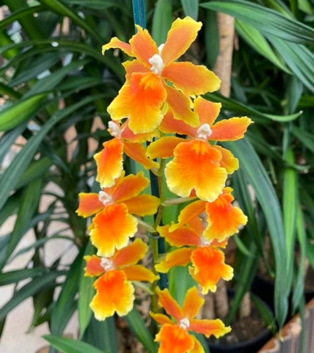 Oncidium 'brazilian Sun' Orchid – Yellow Orange Hybrid Live Plant