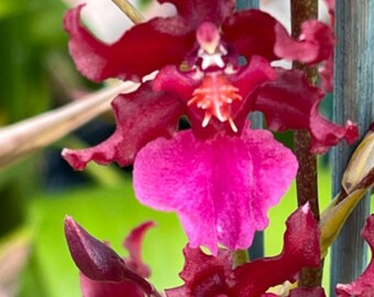 Oncidium sharry baby "Red fantasy"~Chocolate Orchid Plug SEEDLING SIZE~Live plant