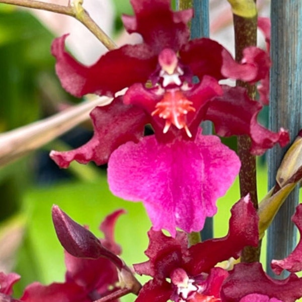 Oncidium sharry baby "Red fantasy"~Chocolate Orchid Plug SEEDLING SIZE~Live plant