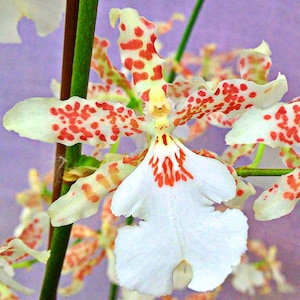 Oncidium Orchid white Fragrant Flowers &quot;Snowflake&quot;~mature size Live plant