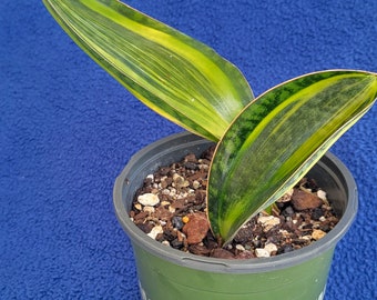 Sansevieria Whale fin variegated snake plant