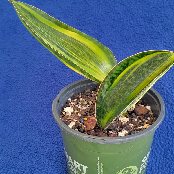 Sansevieria Whale fin variegated snake plant