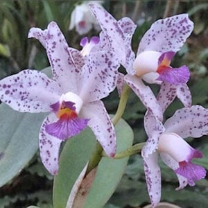Cattleya orchid amethystoglossa coerulea 2.5 inch pot starter plant