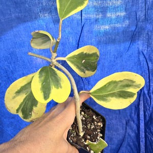 Hoya Kerrii abigarrada: Planta de cera de corazón