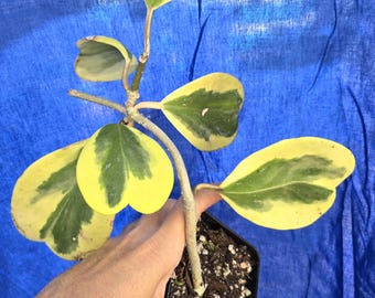 Variegated Hoya live plant  Kerrii Live Plant: Sweetheart Wax Plant
