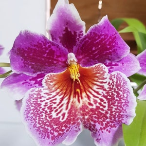 Odontonia Memoria Martin Orenstein &quot;lulu&quot; starter plant seedling~Oncidium~pansy orchid
