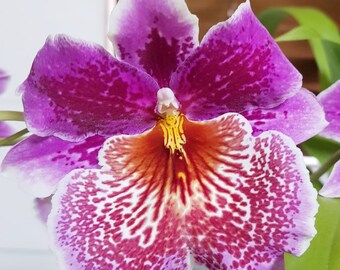 Odontonia Memoria Martin Orenstein "lulu" starter plant seedling~Oncidium~pansy orchid
