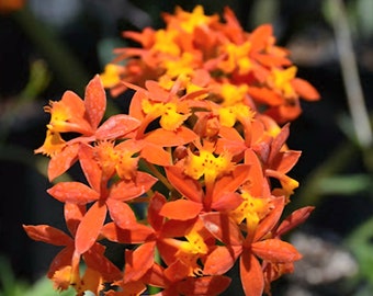 Epidendrum crucifix, Epidendrum radicans – gemahlene Orchidee, lebende Pflanze