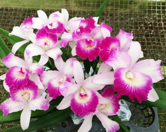 Orchid live plant BLC Mari's Glory purple lavender flower ~Fragrant