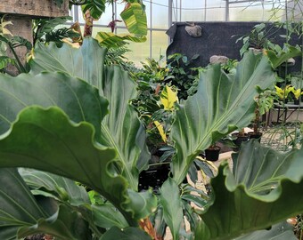 Anthurium plowmanii fruffles 6" large live plant~bird's nest-aroids~Waves of love