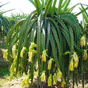 Hylocereus megalanthus cactus-3 yellow dragon fruit live plant-pitaya yellow