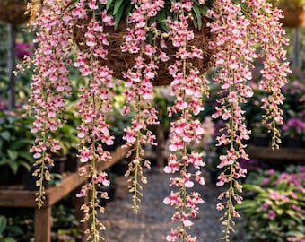 Planta viva de orquídea fragante Oncidium Rosy Sunset