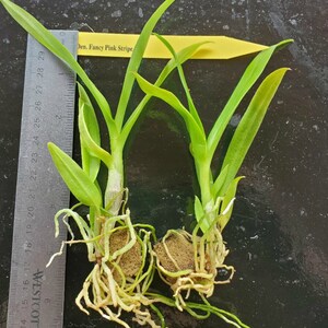 Dendrobium Orchid seedling Plug Pink Thailand stripe live plant image 4