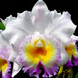 Cattleya orchid white flower fragrant live plant sueno de amor lea