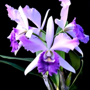 Cattleya Orchid Fragrant Blue flower 2.5 " pot -very rare-C Mishima Elf Blue