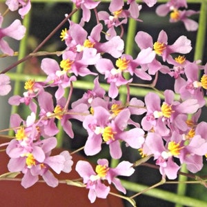 Fragrant Oncidium Orchid Twinkle &#39;Pink Profusion&#39; Seedling plant