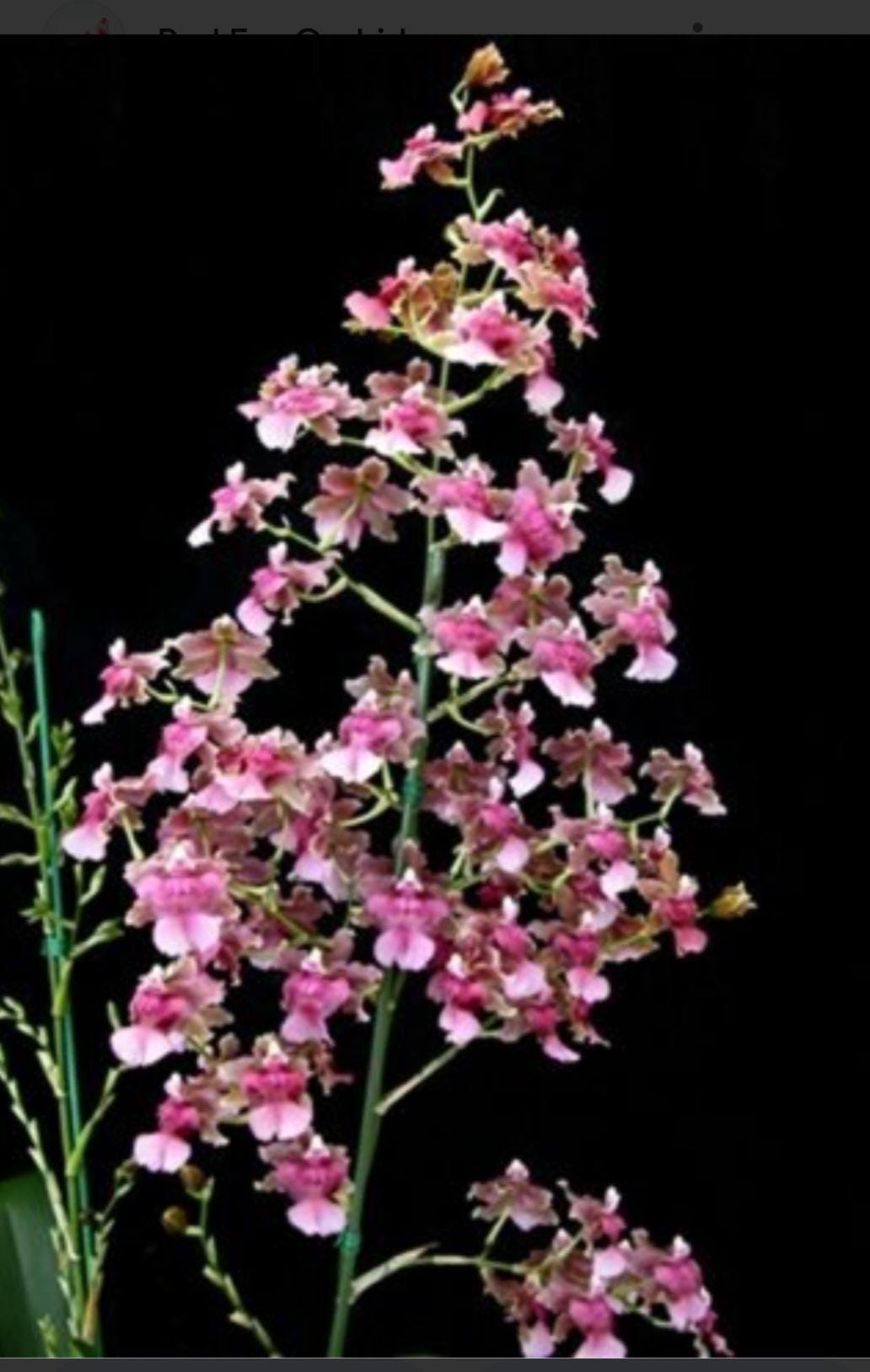 Fragrant Oncidium Orchid Rosy Sunset Live Plant - Etsy