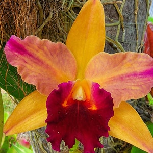 Cattleya orchid yellow orange flower fragrant live plant~Blc Toshie&#39;s Magic &quot;Doris&quot;