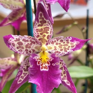 Oncidium orchid living  plant-Bllra patricia mcCully &quot;Pacific matriarch&quot;~pansy orchid-beallara