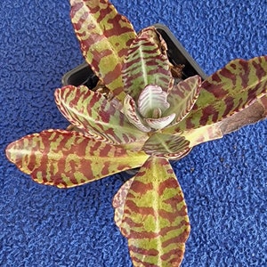 Kalanchoe humilis &quot;Dessert Überraschung&quot; Live plant~Mutter von Tausenden Sukkulenten Kakteen