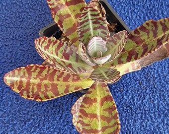 Kalanchoe humilis "dessert surprise " Live plant~mother of thousands succulent cacti