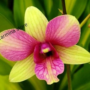 Orchid seedling Plug Yellow dendrobium "Buttercup"  live plant