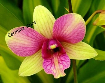 Orchid seedling Plug Yellow dendrobium "Buttercup"  live plant