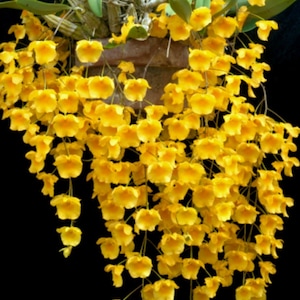Dendrobium aggregatum orchid in bloom mounted in wood basket very fragrant