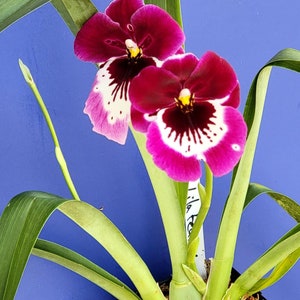 Miltonia Orchid NOT in flower Live Plant  in 4 &quot; pot ~ Miltoniopsis lila fearneyhough
