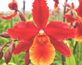 Wilsonara Pacific Perspective 'pacific Heat' Red Orchid | Fragrant