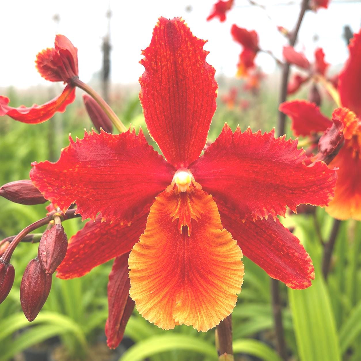 Wilsonara Pacific Perspective 'pacific Heat' Red Orchid | Fragrant