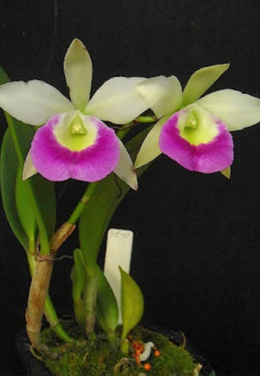 IN BLOOM Cattleya Orchid "spanish Lace" Fragrant Mounted Living Plant ...