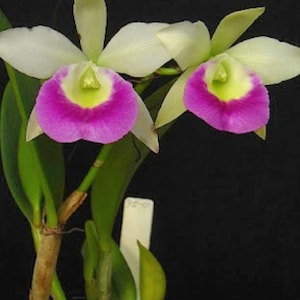 Cattleya orchid&quot;spanish lace&quot; fragrant mounted living plant in spike sheath, bloom size
