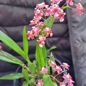 Oncidium orchid twinkle " Pink profusion" starter plant seedling plug- miniature orchid