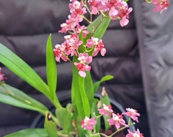 Oncidium orchid twinkle &quot; Pink profusion&quot; starter plant seedling plug- miniature orchid