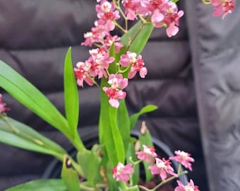 Oncidium orchid twinkle " Pink profusion" starter plant seedling plug- miniature orchid