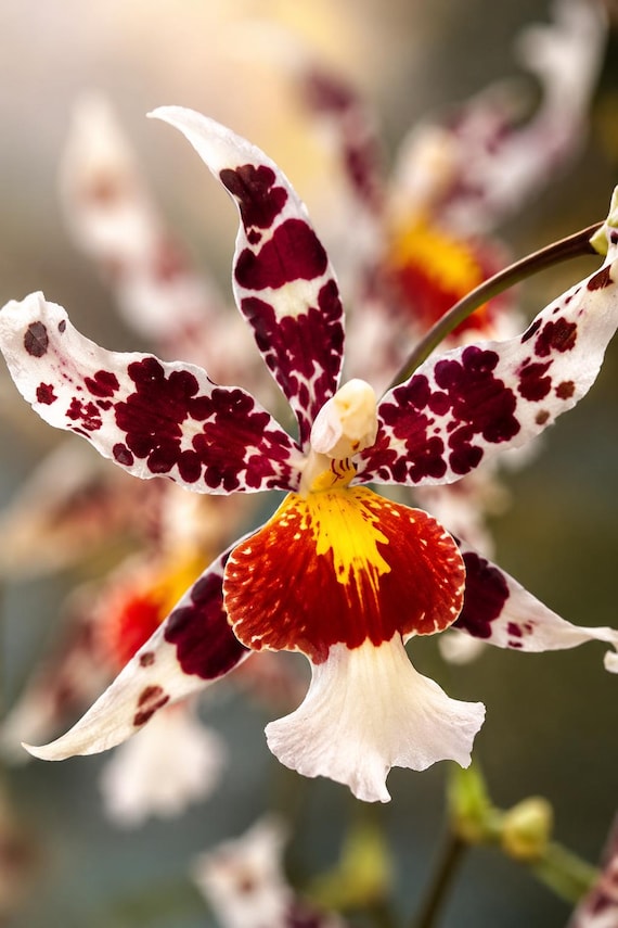 Oncidium Orchid Rex's Luck 