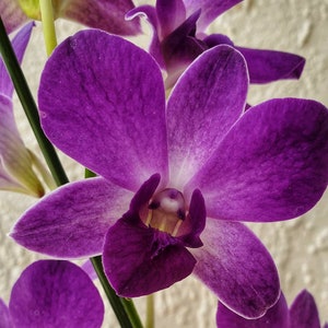 Orchid seedling dendrobium "Burana Blue"  live plant