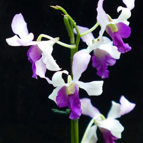 Dendrobium Orchid plug seedling  dendrobium Liliam Yamada live plant