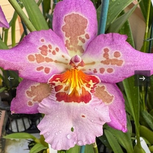 May include: Close-up of a vibrant orchid flower. The petals are a soft pink with brown and white markings. The center of the flower has a mix of yellow, orange, and red hues. Green leaves and stems surround the flower.