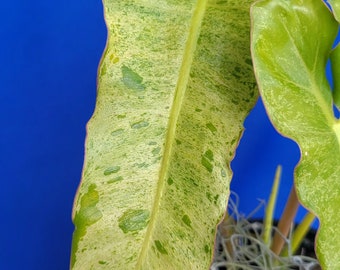 Philodendron paraiso verde variegated rare live plant