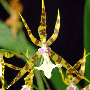 Oncidium orchid Miltassia golden spider &quot; Copius&quot; starter plant seedling~pansy orchid